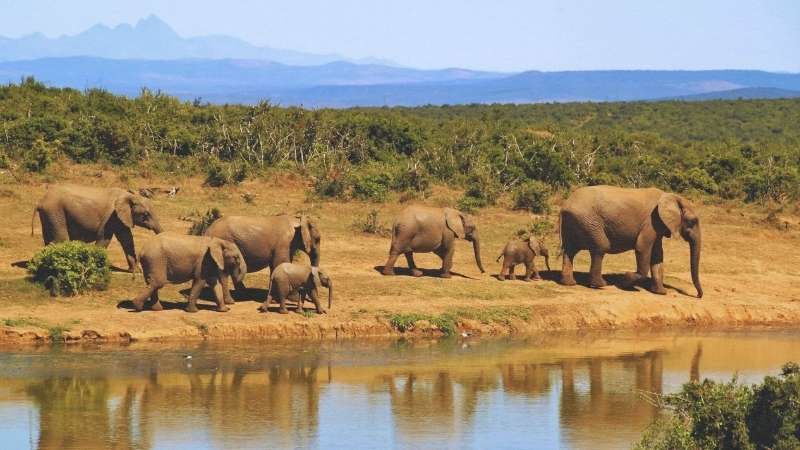 elephants walking beside body of water during daytime