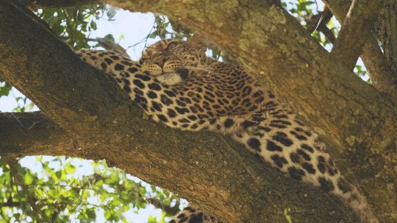 leopard in a tree close up
