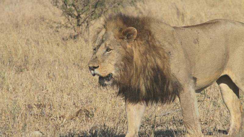 a-lion-walking-through-a-field-of-dry-grass