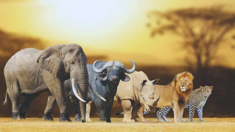 Image of the big five African animals surrounded by savanna. AI generated.