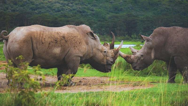 rhinos-at-lake-nakuru. face to face.