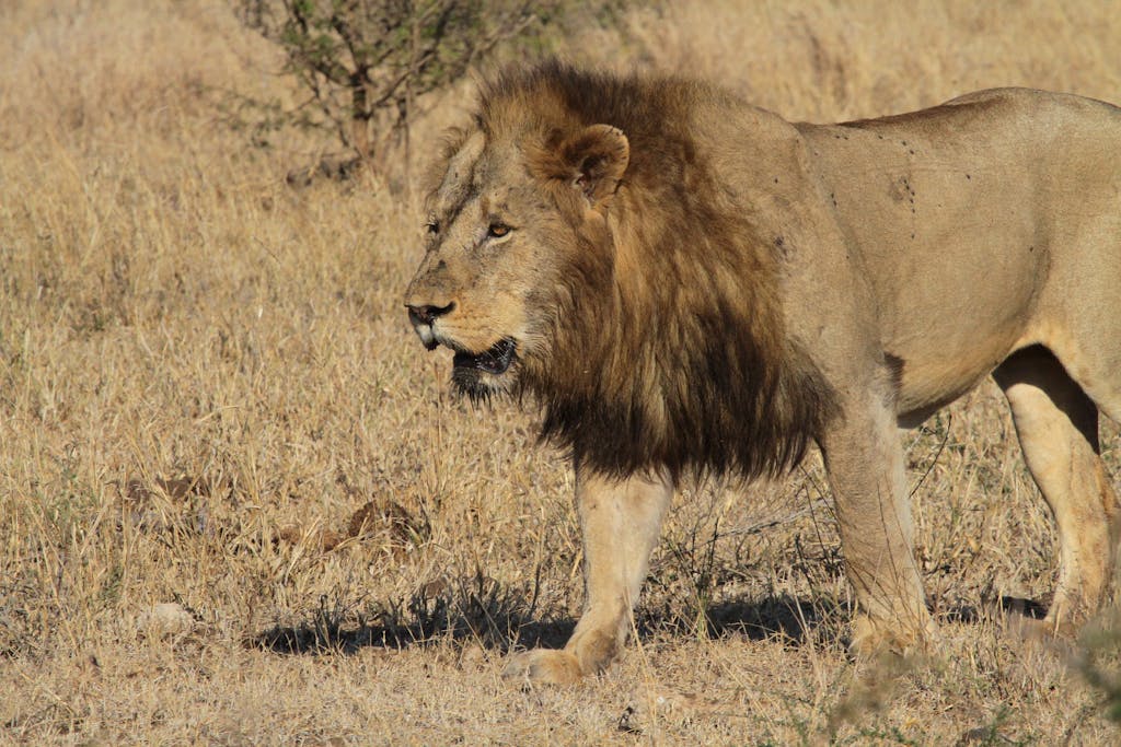 A lion walking through a field of dry grass