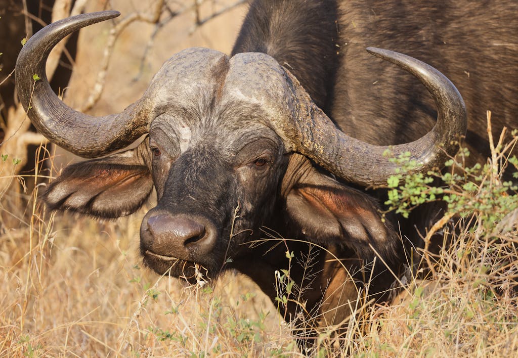 The big 5 of Africa: Head of African Buffalo