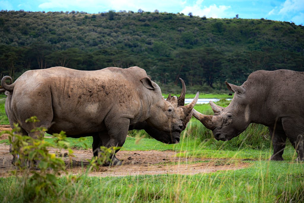 Rhinos at Lake Nakuru